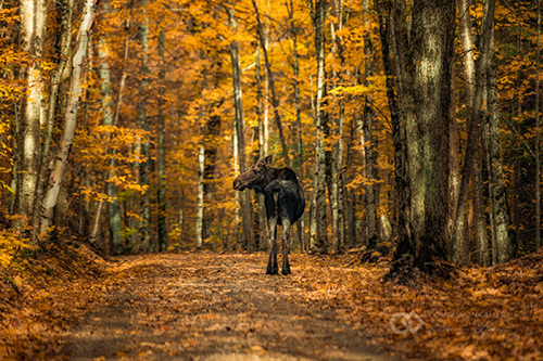 Algonquin Highlands, Ontario